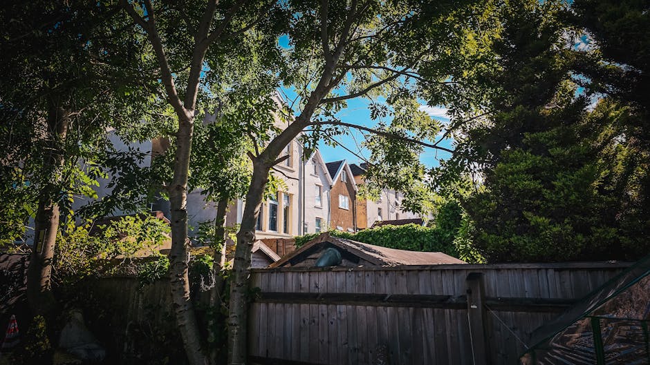 A view of a garden area in an urban residential setting, featuring several tall, leafy trees with textured, peeling bark and green foliage casting dappled sunlight across the space. In the foreground,